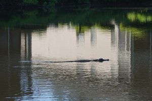 True Blue Gator
